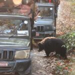 CHITWAN: COMMUNITY FOREST AND NATIONAL PARK JEEP SAFARI - Transportation and Group Size