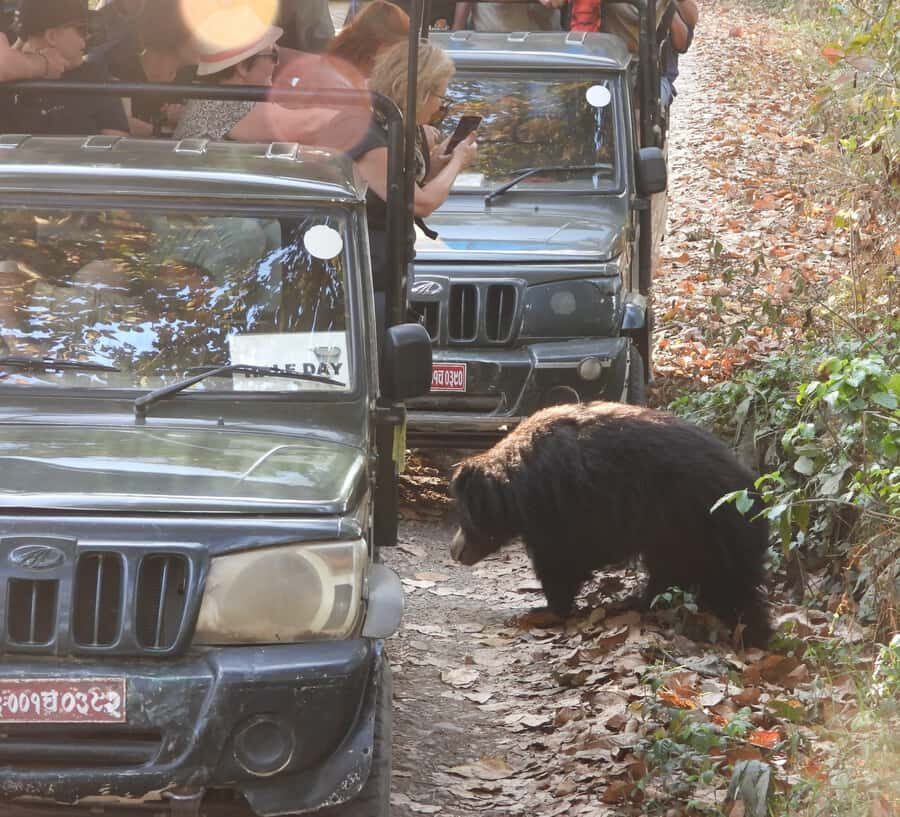 CHITWAN: COMMUNITY FOREST AND NATIONAL PARK JEEP SAFARI - Detailed Breakdown of the Itinerary