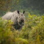Chitwan Elegance: A 3-Day Luxury Wildlife Experience - Who Will Love This Tour?