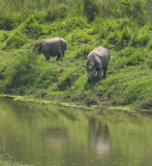 Chitwan: Full-Day Safari Canoeing and Jungle Walk and Jeep - What Makes This Tour Stand Out?