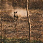 Chitwan Jungle Safari - 2 nights / 3 days - Exploring the Itinerary: What’s in Store