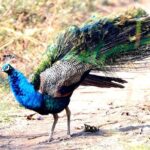 Chitwan Jungle Safari from Kathmandu Pokhara - Authentic Experiences and Hidden Gems