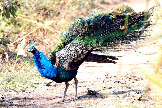 Chitwan Jungle Safari from Kathmandu Pokhara - Authentic Experiences and Hidden Gems