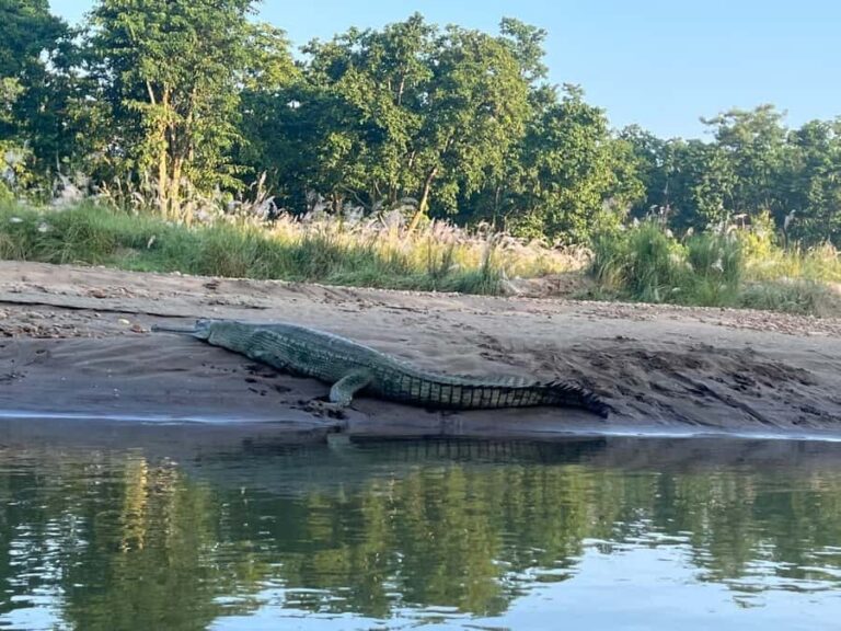 Chitwan National Park-2 night 3 days jungle safari - Why Choose This Tour? Key Benefits