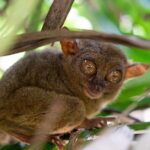 Chocolate Hills Tour Tarsier Loboc River in Bohol - The Practicalities of the Tour