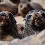 Christchurch: Kaikoura Whale Watching Day Tour - The Itinerary in Detail