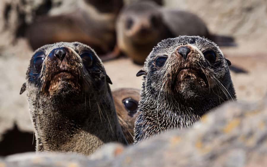 Christchurch: Kaikoura Whale Watching Day Tour - The Itinerary in Detail
