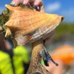 Clear Kayak Eco Tour Explore Mangroves and Meet the Turtles - The Sum Up