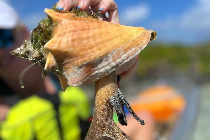 Clear Kayak Eco Tour Explore Mangroves and Meet the Turtles - The Sum Up
