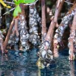 Clear Kayak Tour in Mangrove Antigua - Practical Tips for Your Kayak Adventure