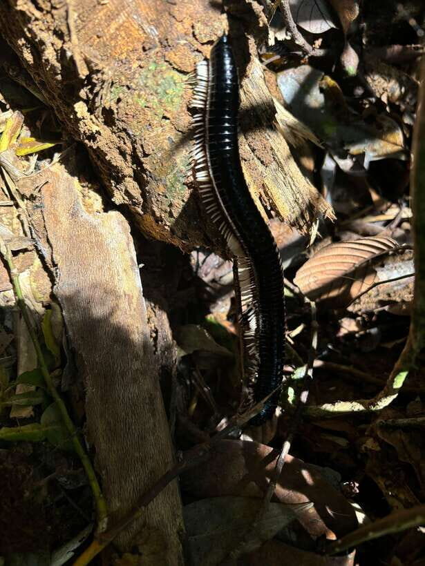 Colombo/Cmb/ Sinharaja Rainforest Day Trip with Lunch - An In-Depth Look at the Sinharaja Rainforest Day Trip