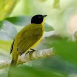 Colombo: Guided wet zone and wetland full day birding tour - Who Should Consider This Tour?