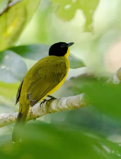 Colombo: Guided wet zone and wetland full day birding tour - Who Should Consider This Tour?