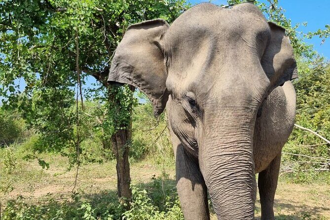 Colombo , Negombo to Trincomalee Transfer and Safari - Sigiriya Village Experience: A Taste of Authentic Rural Life