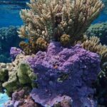 Combo Diving and Snorkeling Half-Day Tour - The Highlights and Special Touches