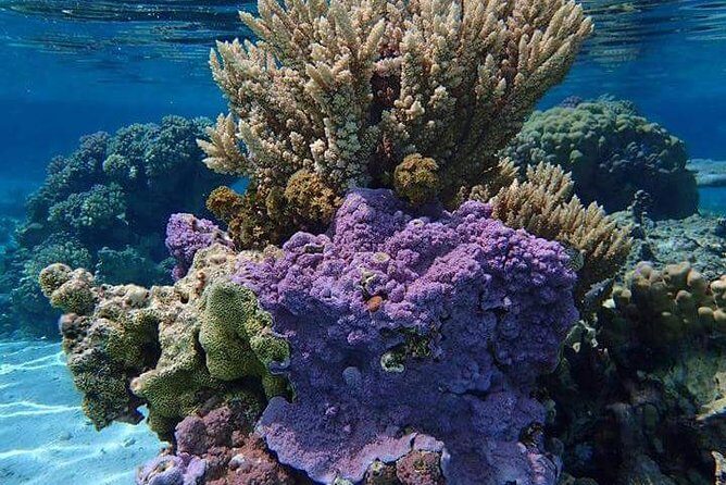 Combo Diving and Snorkeling Half-Day Tour - The Highlights and Special Touches  