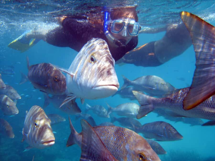 Coral Bay: 2-Hour Coral Viewing and Snorkeling - The Itinerary: What to Expect