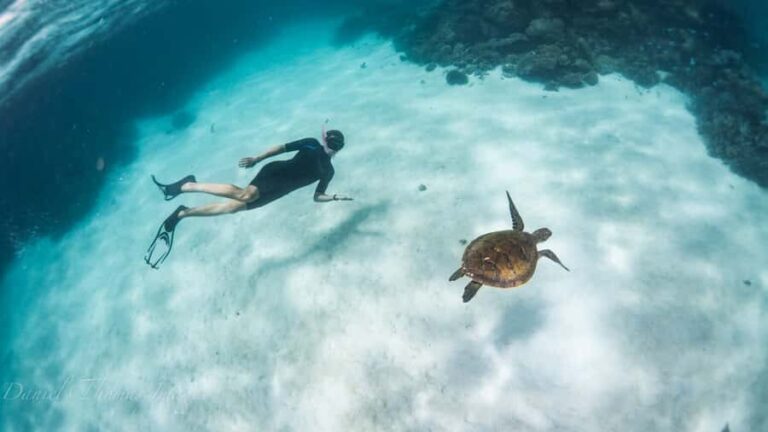 Coral Bay: Ningaloo Reef 3-Hour Turtle Ecotour - The Price and Value