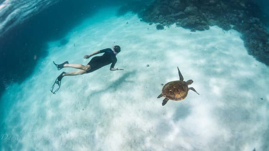 Coral Bay: Ningaloo Reef 3-Hour Turtle Ecotour - The Price and Value