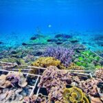 Coral Restoration Snorkeling Tour On Nusa Penida with NGO - Who Should Consider This Tour?
