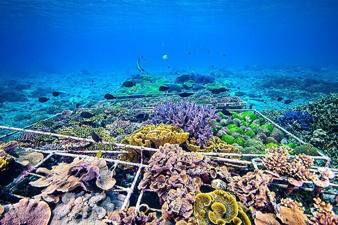 Coral Restoration Snorkeling Tour On Nusa Penida with NGO - Who Should Consider This Tour?