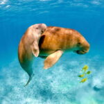 Coron: Dugong Watching with Sea Turtle and Coral Garden tour - What Makes This Tour Stand Out?