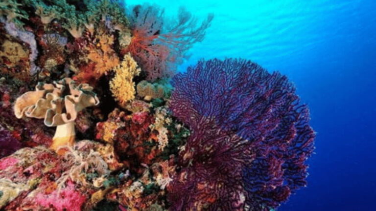 Coron: Ultimate Island Tour (C) with Lunch - What to Expect on the Tour