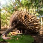 Croc Express from Brisbane Transfers Only - Visiting Australia Zoo: Expectations and Tips