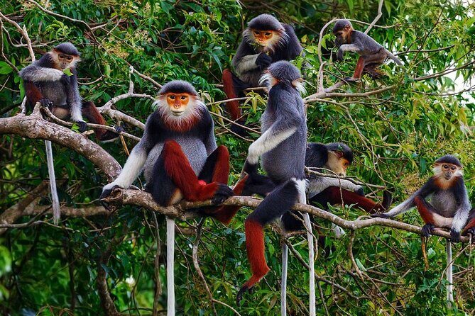 CUC Phuong National Park One Day Small Group - Things to Consider