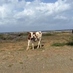 Curacao Private Jeep Off-Road Tour to Swimming with Sea Turtles - FAQ