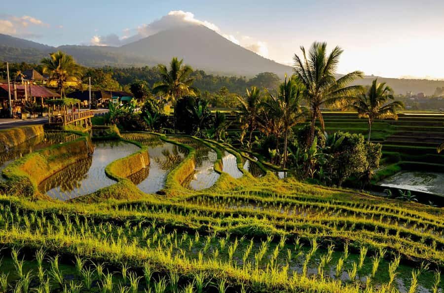 Custom Private Ubud Tour with Flexible Options & Tickets - Cultural Highlights: Ubud’s Artistic Heart
