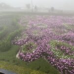 Da Nang/Hoi An to Golden bridge-Bana hills Private Tour - Cost and Value Analysis