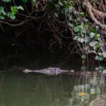 Daintree: Guided Daintree River Wildlife Cruise - Post-Drive Visit