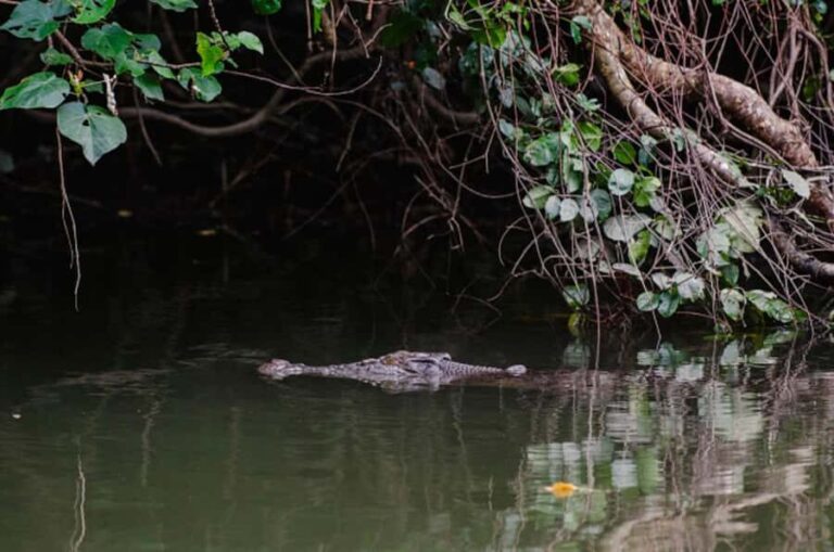 Daintree: Guided Daintree River Wildlife Cruise - Post-Drive Visit