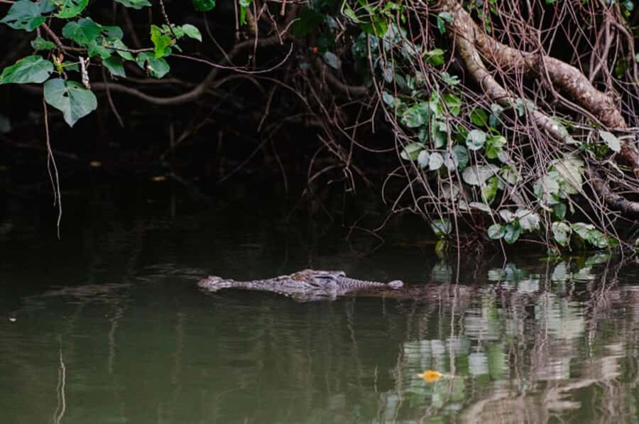 Daintree: Guided Daintree River Wildlife Cruise - Post-Drive Visit