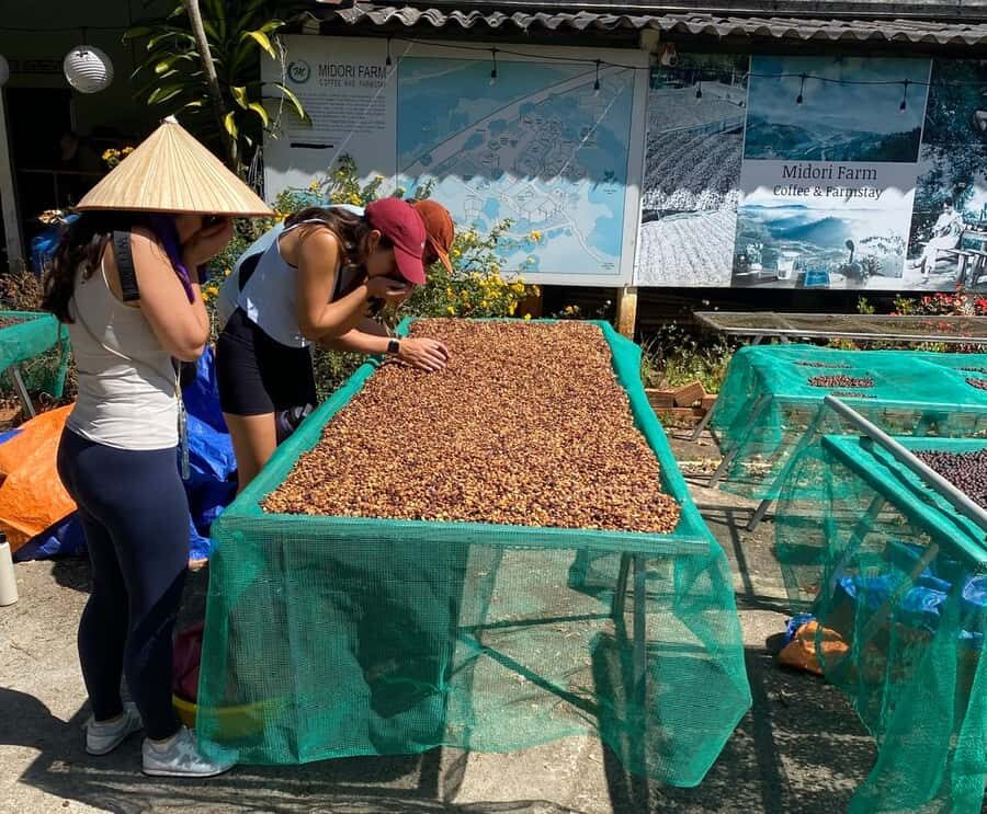 Dalat: Coffee Farm Tour with Pocahontas Cooking Class - Exploring the Experience Step-by-Step