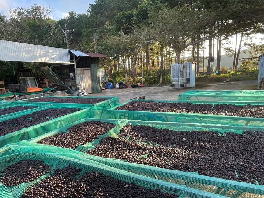 Dalat: Coffee Farm Tour with Pocahontas Cooking Class - Practical Details and What to Expect