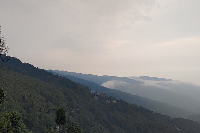 Darjeeling Forests on Foot - An In-Depth Look at the Darjeeling Forests on Foot Tour