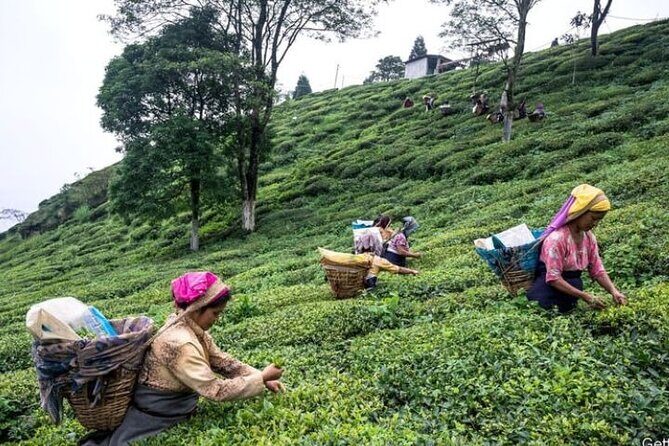 Darjeeling Hills Escape for 3 Nights and 4 Days Private Tour - Why This Tour Offers Real Value