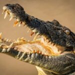 Darwin: Adelaide River Cruises, Jumping Crocodile Experience - Pricing and Value