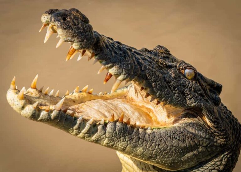 Darwin: Adelaide River Cruises, Jumping Crocodile Experience - Pricing and Value