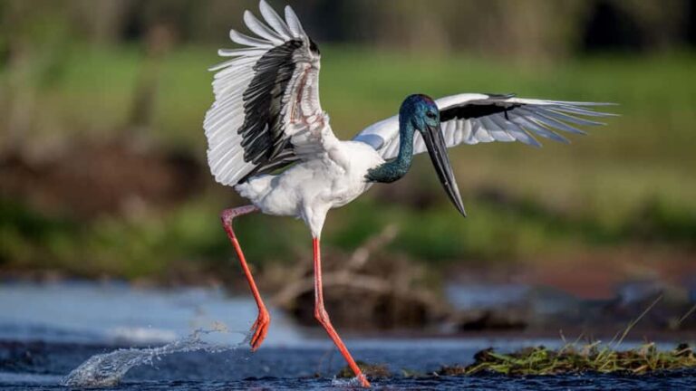 Darwin: Kakadu National Park, Yellow Water River Cruise - Practical Details & Tips