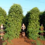 Datanla, Pongour, Elephant: 3 stunning and majestic falls - The Transport and Group Experience