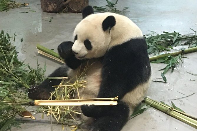 Day Tour: Chengdu Panda Breeding Base and Leshan Giant Buddha - What to Expect from Your Day in Chengdu