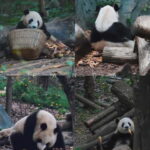 Day Tour of Chengdu & Panda Research Base - Practicalities and Tips for Making the Most of This Tour