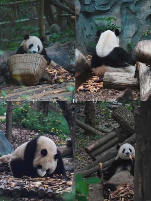 Day Tour of Chengdu & Panda Research Base - Practicalities and Tips for Making the Most of This Tour