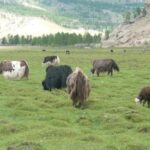 Day tour Terelj National park Chinggis Khaan statue , - What Makes This Tour Stand Out?