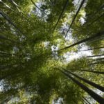 Day Trip Kamakura from Tokyo with National Licensed Guide - Who Will Love This Tour?