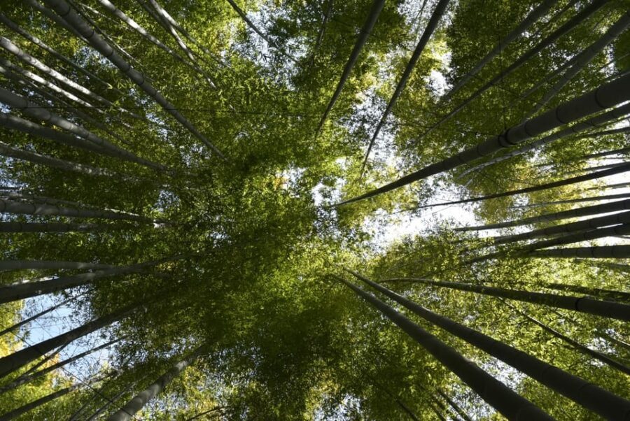 Day Trip Kamakura from Tokyo with National Licensed Guide - Who Will Love This Tour?