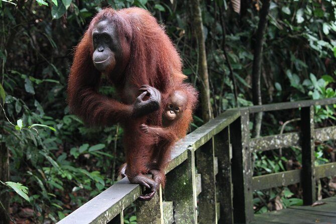 Day Trip Sepilok Orang Utan & Proboscis Monkey (Flight Excluded) - What Travelers Say: Authentic Insights